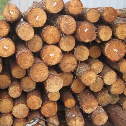 yellow southern pine logs team timber gmbh team timber gmbh