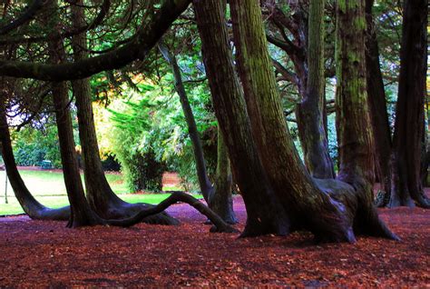 Saumarez Park
