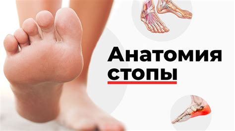 Анатомия стопы - YouTube