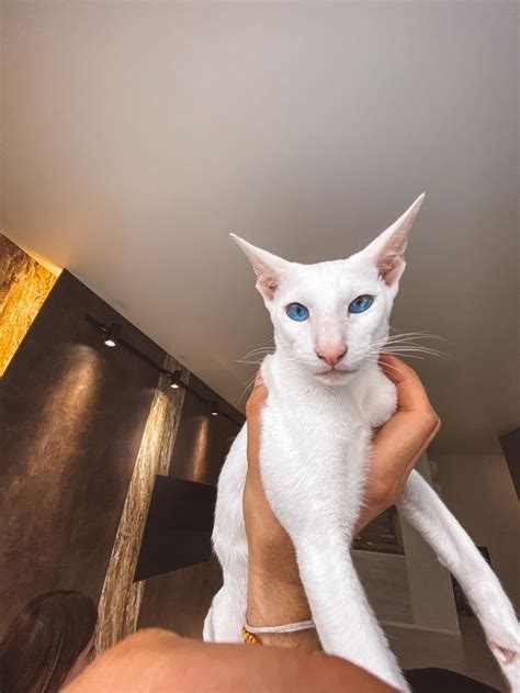 Ориентал | Animals, Cats