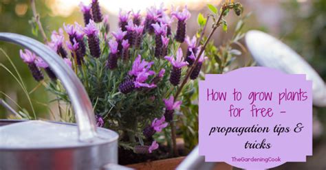 Plant Propagation Tips - New Plants for Free