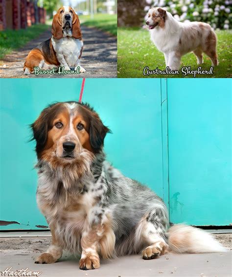basset hound australian shepherd mix