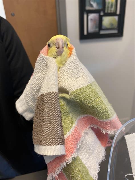 can cockatiel biting without vet 8