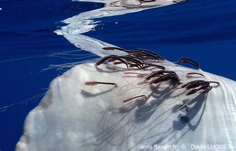 pennella filosa doris