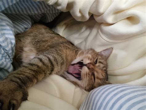 AliceNZ on Twitter: "https://t.co/omd5Pn3MBN" / Twitter