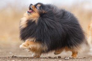 45 Pomeranian Haircuts & Grooming Ideas for Dog Lovers (2024 Styles)