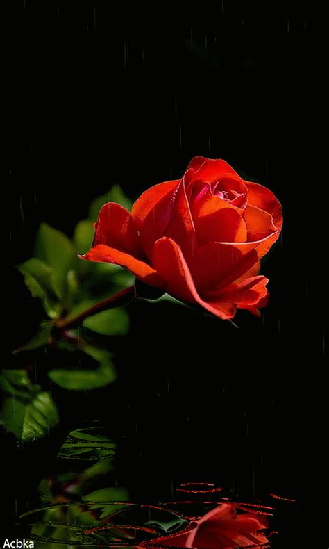 Good Morning Rose Gif Goodmorning Rose Flower Discove - vrogue.co