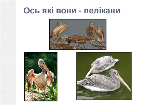 Пелікан - презентація з природознавства