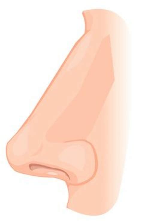 high quality nose clipart human transparent png images art