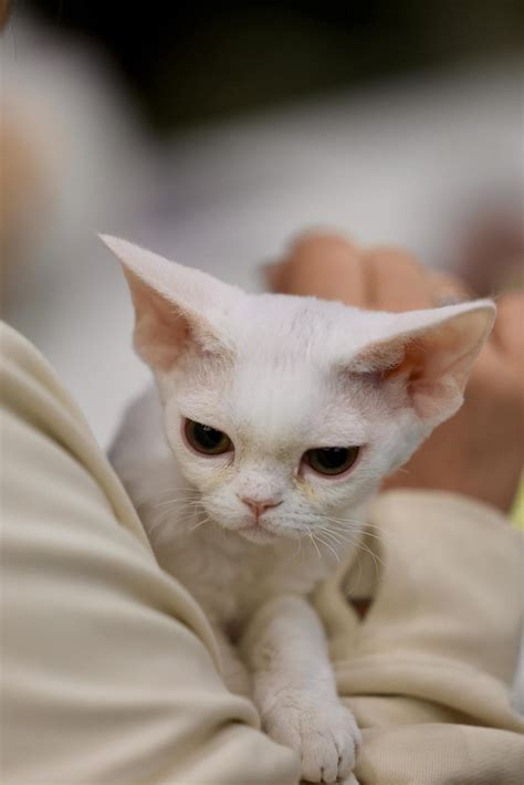 Are Devon Rex Cats Really Hypoallergenic? Let’s Break It Down – Gigapaw