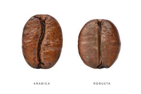 arabica  robusta  comparison  variety wins  race