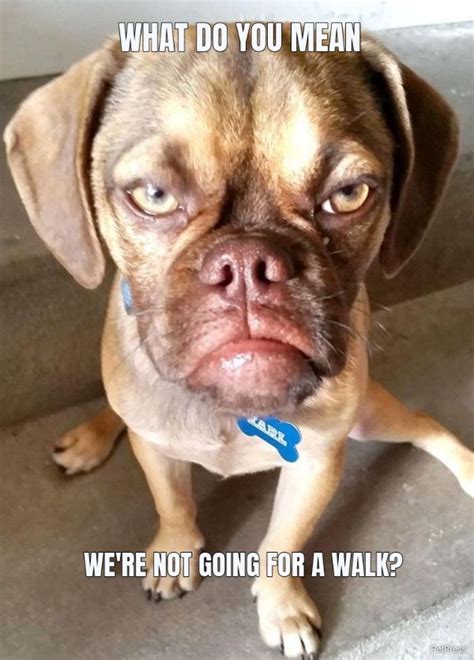 10 Angry Dog Meme That Hilarious Page 2 Of 3 Petpress - vrogue.co