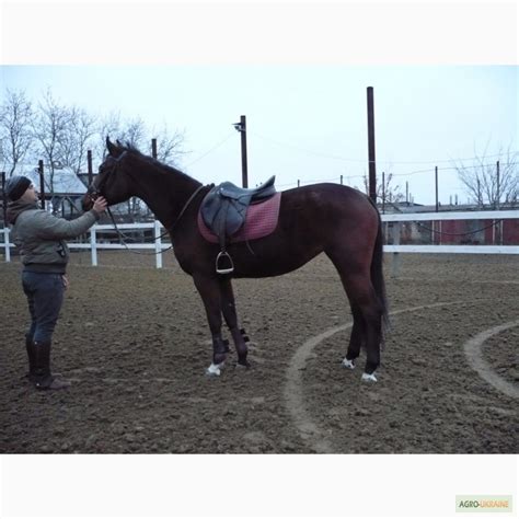 Продам спортивних коней, купити спортивних коней — Agro-Ukraine