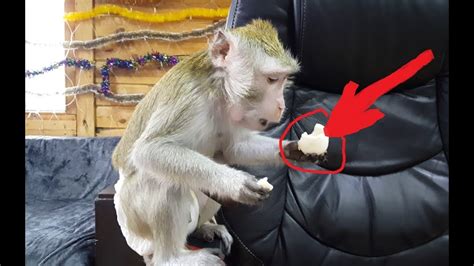 ДОМАШНЯЯ ОБЕЗЬЯНА ВОРОВКА # DOMESTIC MONKEY THIEF - YouTube