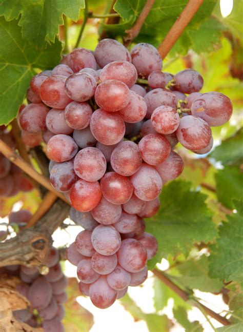 Uva Rubi Ou Itália - Italia Rubi- Plantgrape