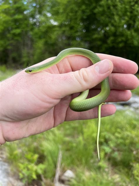 Eastern Smooth Green Snake Rough Green Snake | (Opheodrys Aestivus).