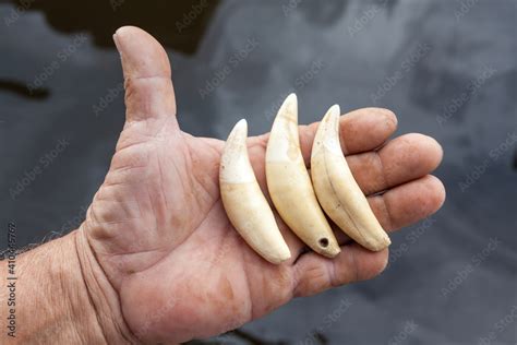 Close up of hunter man hand holding jaguar teeth that he killed ...