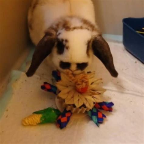 Rabbit Toys for Rabbits Fling and Chew Toy Rabbit Enrichment - Etsy