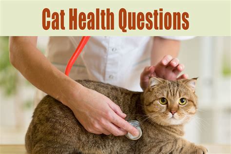 7 Important Cat Health Questions You Need to know - Thepetbook