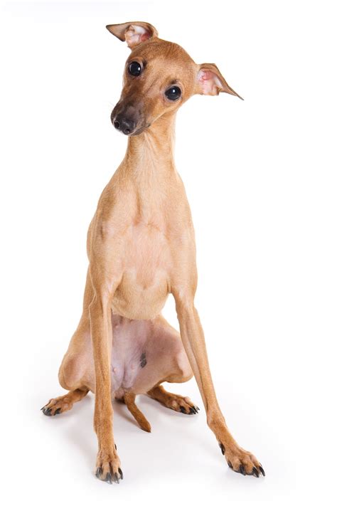 Deer Dog Dog Breeds