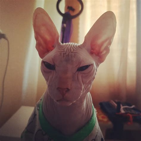 Котаны | Пикабу
