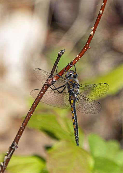 Common Baskettail in late April | Mike Powell