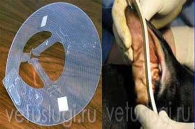 Купирование ушей и хвостов собакам