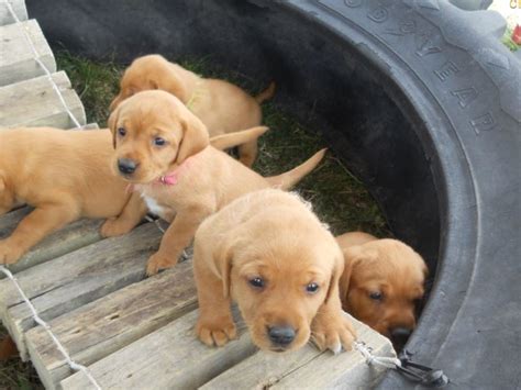 Red Labrador Retrievers - Puppies, Red Labrador Retriever Puppies