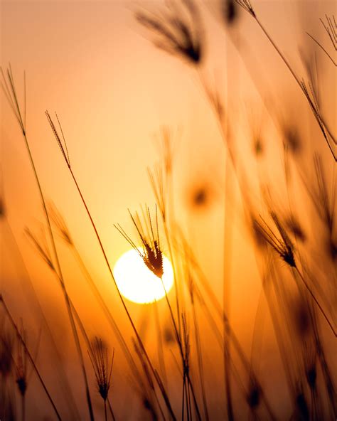 Free Images : yellow, sky, sun, macro photography, close up, morning ...