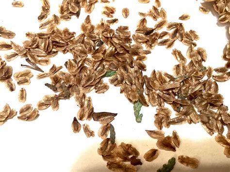 Giant Cedar Tree Seeds (THUJA PLICATA) (Western Arborvitae) (Western