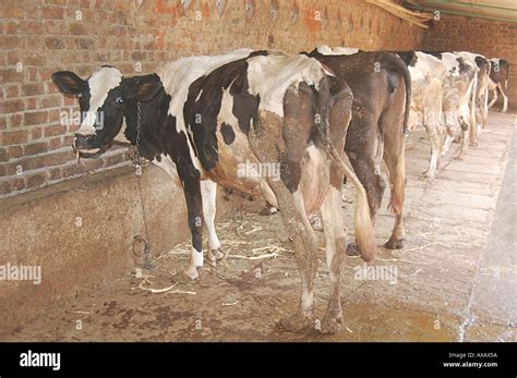 cows  shed  shed cowshed  barn hivre maharashtra india asia