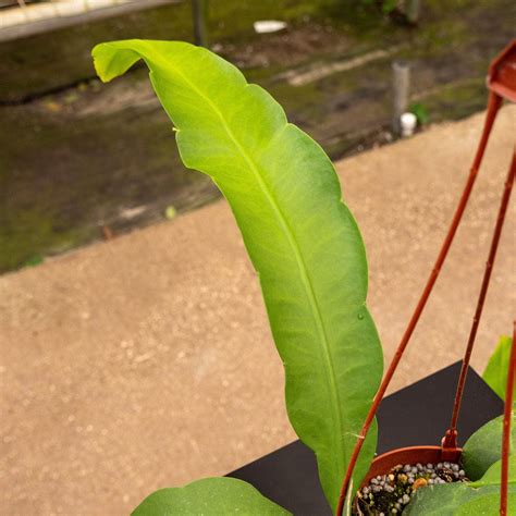 Cactus Epiphyllum oxypetalum - Gabriella Plants