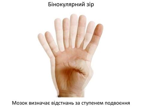 Будова і функції сітківки ока. Світловий, колірний і просторовий зір ...
