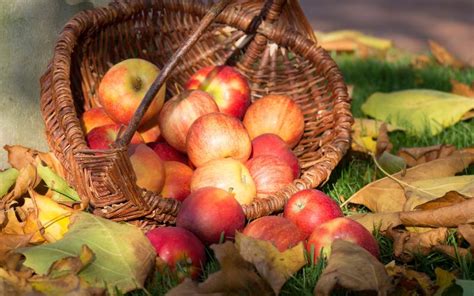 Delicious Facts About Kiku Apples: Information, Taste and Nutritional ...