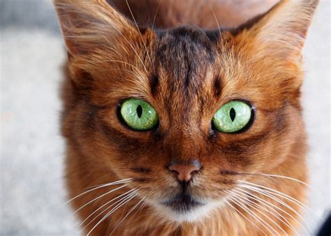 Stomatitis in Cats – A Profoundly Painful Dental Problem