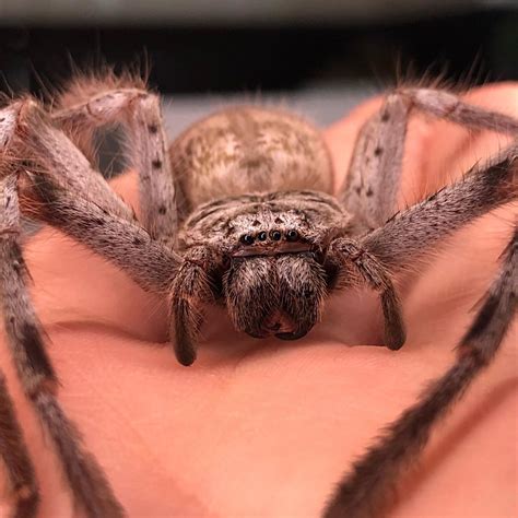 Thats Anna 💁🏻‍♀️ a Australian Huntsman Spider (Holconia insignis)