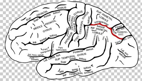 Intraparietal Sulcus Parietal Lobe Central Sulcus Frontal Lobe PNG ...