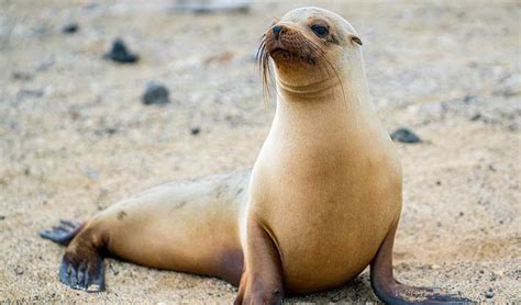 galapagos sea lion facts distribution population biodb