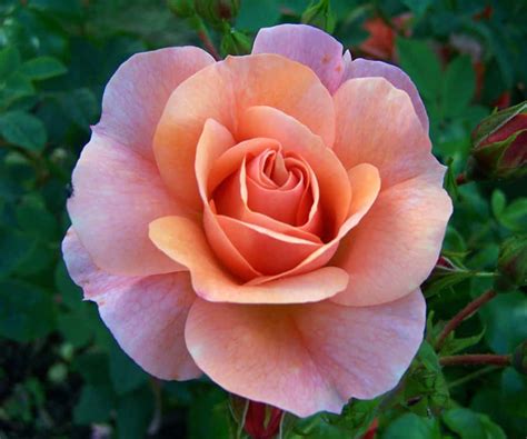 single rose wallpapers wallpaperscom