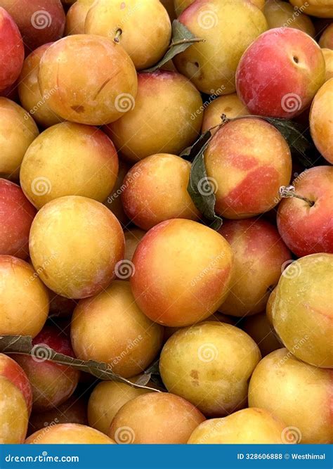 Yellow Cherry Plum, Myrobalan Plum, Prunus Cerasifera Stock Photo
