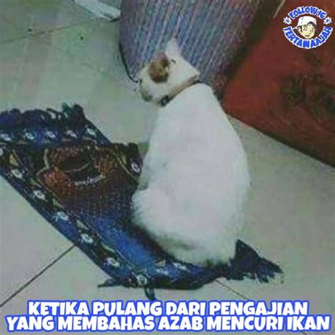 meme tingkah lucu kucing  kelakuannya ngegemesin banget