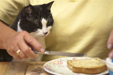 can cats eat peanut butter