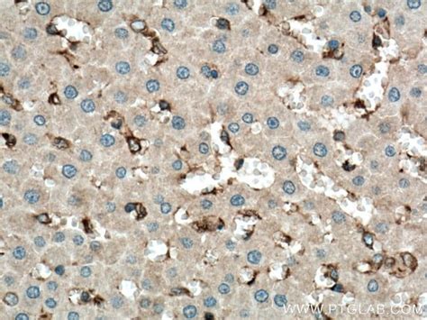 cd rabbit anti human mouse rat polyclonal proteintech  ml