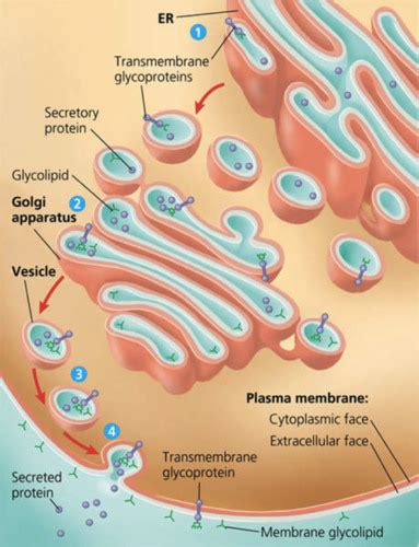 endoplasmic reticulum Flashcards | Quizlet