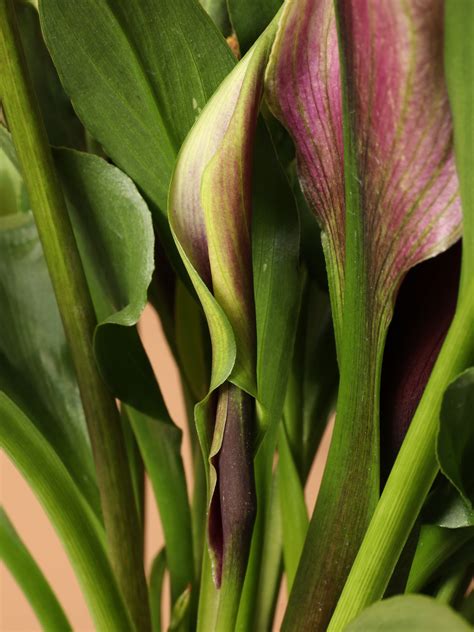 Medium Purple Calla Lily - Prodahingplants