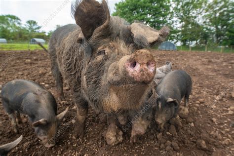 Sow and piglets - Stock Image - C057/4834 - Science Photo Library