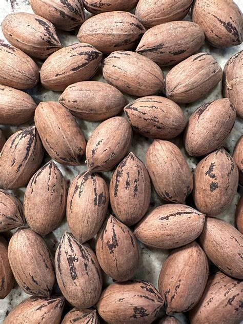 Avoyelles Parish Obituaries: Recent Death Notices and Records 4