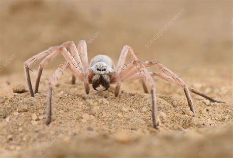 White Lady Spider - Stock Image - C044/6026 - Science Photo Library