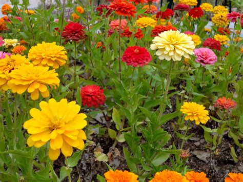 Zinnias