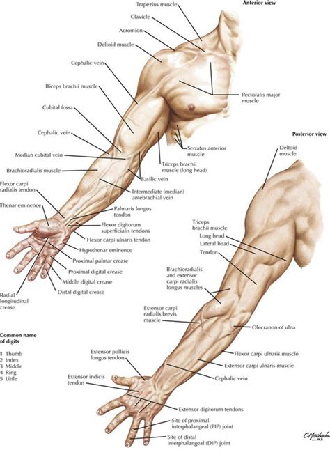 Upper Limb Diagram